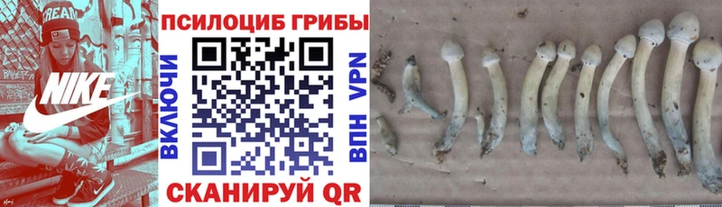 Псилоцибиновые грибы Magic Shrooms  Химки 